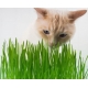 Vitakraft Cat-Grass – 120 g
