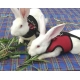 Vodítko a nastaviteľný postroj na suchý zips pre zajačika